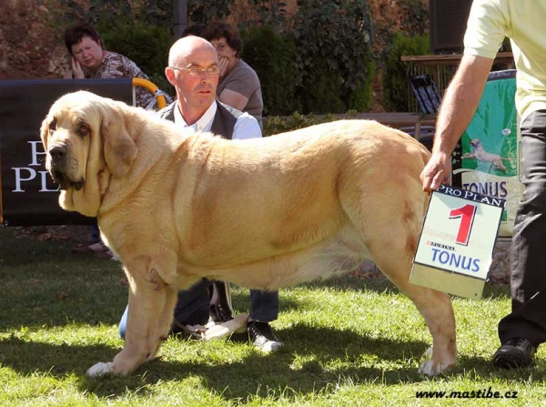 Champion Class Females - XXX Monográfica AEPME, Valencia de Don Juan 11-09-2010
Keywords: 2010 hazasdecesto