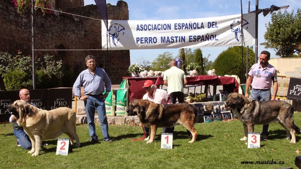 Ring Champion Class Males - XXX Monográfica AEPME, Valencia de Don Juan 11.09.2010
Keywords: 2010