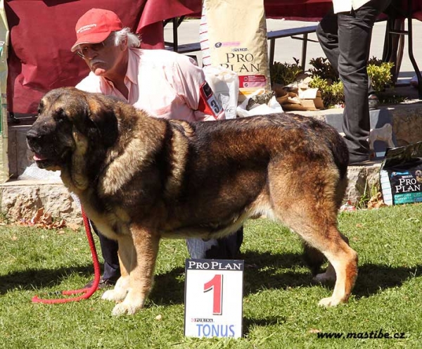 Barco de Montes del Pardo - Champion Class Males, XXX Monográfica AEPME, Valencia de Don Juan 11.09.2010
Keywords: 2010 pardo