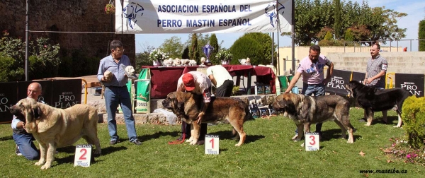 Ring Champion Class Males - XXX Monográfica AEPME, Valencia de Don Juan 11.09.2010
Keywords: 2010