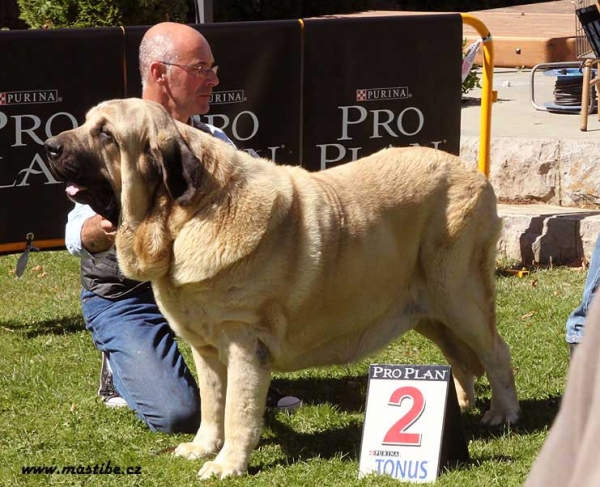 Champion Class Males - XXX Monográfica AEPME, Valencia de Don Juan 11.09.2010
Keywords: 2010 hazas de cesto