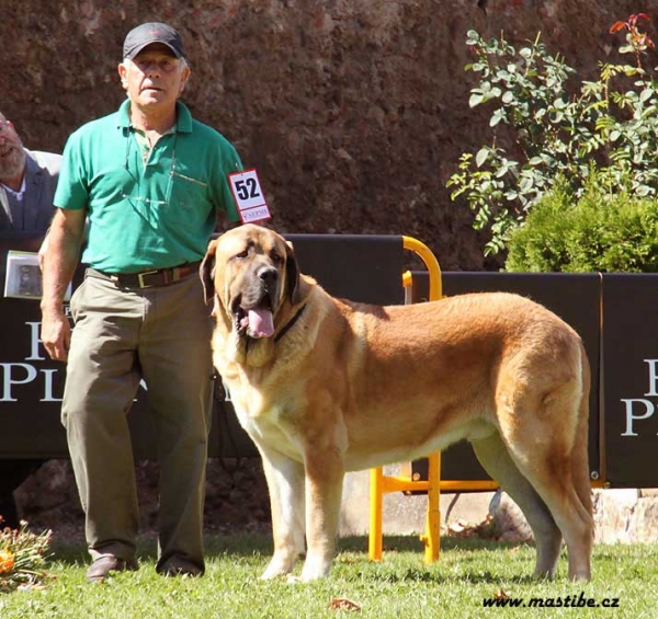 Miño, Junior Class Males - XXX Monográfica AEPME, Valencia de Don Juan 11.09.2010
Born: 01.08.2009
(Caruso X Meiga de Monte Jaeña)
Keywords: 2010