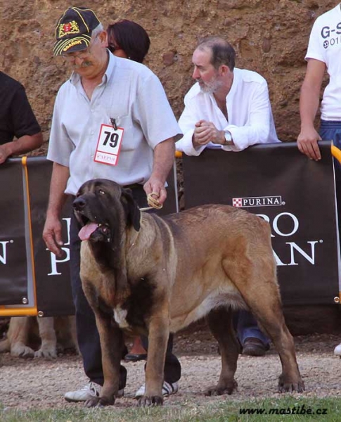 Señorita de Autocan - Open Class Females, XXX Monográfica AEPME, Valencia de Don Juan 11.09.2010
Born 18.08.2008
(Midas de Autocan X Ch. Señora de Autocan)
Breeder & owner: Isidro García Suárez

Keywords: 2010 autocan