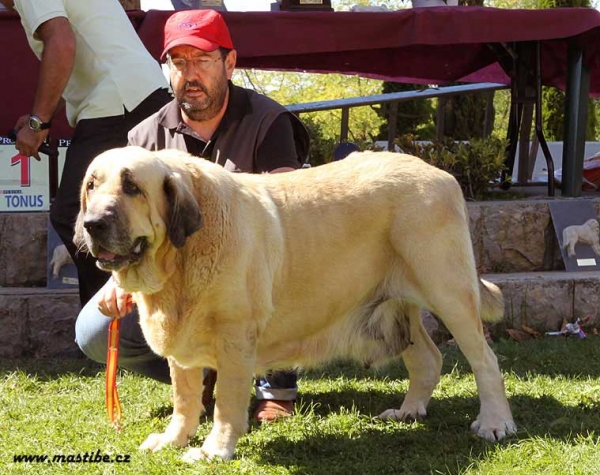 Athana del Agostadero - Champion Class Females - XXX Monográfica AEPME, Valencia de Don Juan 11.09.2010
Keywords: 2010 payuelos