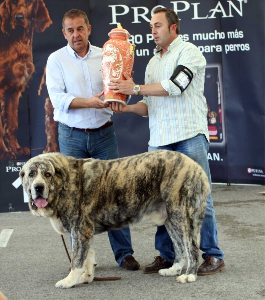 XXXI Monográfica AEPME, Santa Cruz de Bezana, 03.09.2011
BIS: Tigre de Montes Pravianos (Champion Class Males)
Born: 18.03.2007
(Tejo de Fuente Miembre X Atenea de Hazas de Cesto)
Keywords: 2011 pravianos