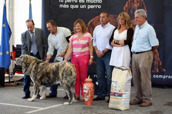 XXXI Monográfica AEPME, Santa Cruz de Bezana, 03.09.2011
BIS: Tigre de Montes Pravianos (Champion Class Males)
Born: 18.03.2007
(Tejo de Fuente Miembre X Atenea de Hazas de Cesto)
Keywords: 2011 pravianos