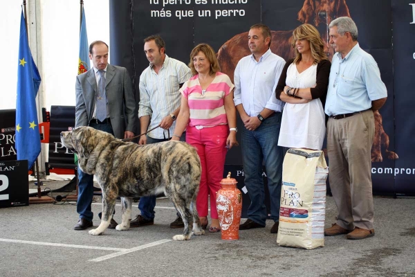 XXXI Monográfica AEPME, Santa Cruz de Bezana, 03.09.2011
BIS: Tigre de Montes Pravianos (Champion Class Males)
Born: 18.03.2007
(Tejo de Fuente Miembre X Atenea de Hazas de Cesto)
Keywords: 2011 pravianos