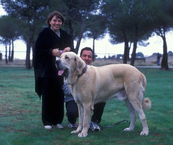 Merlin - Intermediate Class Males,  Monográfica AEPME, Colmenar Viejo, Madrid 20.10.2001
Keywords: 2001 agostadero