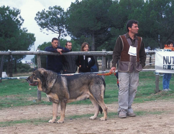 Almendro de Jusiante - Monográfica AEPME, Colmenar Viejo, Madrid 20.10.2001
Keywords: 2001 jusiante