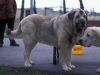 Filename=Image11bb.jpg
Filesize=60KiB
Dimensions=1200x904
Date added=%871 %24, %2012 Image11bb.jpg