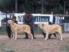 Filename=Image29aa.jpg
Filesize=170KiB
Dimensions=1599x1200
Date added=%871 %24, %2012 Image29aa.jpg