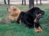 Filename=Image29bb.jpg
Filesize=96KiB
Dimensions=1200x896
Date added=%871 %24, %2012 Image29bb.jpg