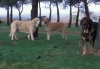 Filename=Image35bb.jpg
Filesize=75KiB
Dimensions=1200x831
Date added=%871 %24, %2012 Image35bb.jpg