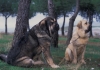 Filename=Image39bb.jpg
Filesize=76KiB
Dimensions=1200x841
Date added=%871 %24, %2012 Image39bb.jpg