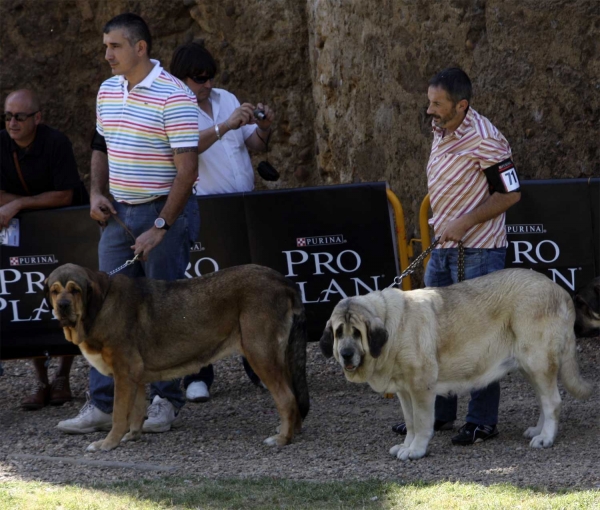 ? & Haya de Bao La Madera - Open Class Females, XXX Monográfica AEPME, Valencia de Don Juan 11.09.2010
Haya: born 29.10.2006 (CH Sansón X Primavera de Campollano) - Breeder & owner: César Estébanez Alonso
Keywords: 2010