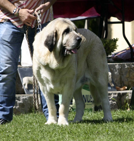 Haya de Bao La Madera - Open Class Females, XXX Monográfica AEPME, Valencia de Don Juan 11.09.2010
Born 29.10.2006
(CH Sansón X Primavera de Campollano)
Breeder & owner: César Estébanez Alonso  
 

Keywords: 2010 baolamadera