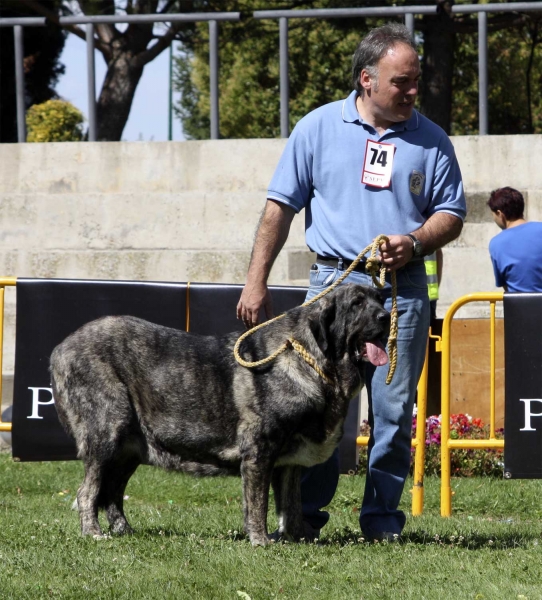 Luly de Valdejera - Open Class Females, XXX Monográfica AEPME, Valencia de Don Juan 11.09.2010
Born 03.10.2006
(Bulnes de Torreanaz X Morra de Valdejera)
Breeder & owner: Eduardo Sierra
Keywords: 2010 valdejera