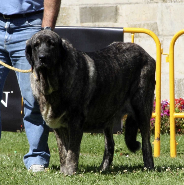 Luly de Valdejera - Open Class Females, XXX Monográfica AEPME, Valencia de Don Juan 11.09.2010
Born 03.10.2006
(Bulnes de Torreanaz X Morra de Valdejera)
Breeder & owner: Eduardo Sierra  

Keywords: 2010 valdejera