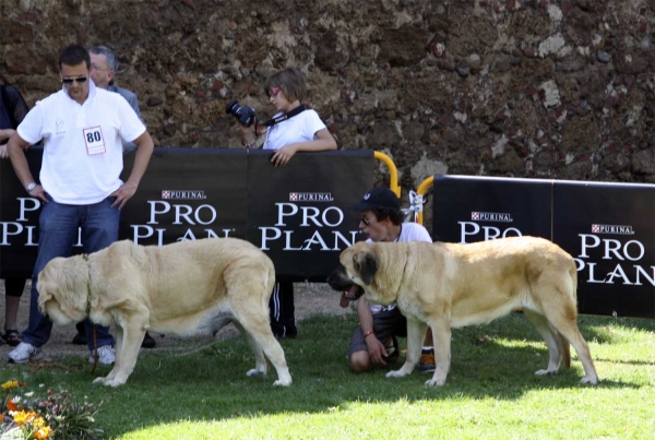 Tinta del Macareno & Triana del Molino de la Roma  - Open Class Females, XXX Monográfica AEPME, Valencia de Don Juan 11.09.2010
Tinta: Born: 20.08.2007 (Pando de Babia X Trini de Valdejera) - Breeder: Francisco David Gonzáles Remis, owner: L. Ricardo Lazo Fernández
Triana: (Terry X Babiana de Babia) Owner: Gregorio Verano (La Cangueta) 

Keywords: 2010