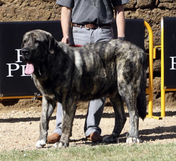 Gilbo de Fuente Mimbre - Open Class Males, XXX Monográfica AEPME, Valencia de Don Juan 11.09.2010 
Born 10.10.2007
(Moroco X Sierra de Valdejera)
Breeder: Francisco Torrijos, owner: Victor Sánchez González
Keywords: 2010