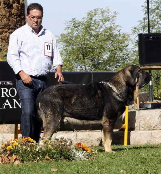 Girón de Alimia - Open Class Males, XXX Monográfica AEPME, Valencia de Don Juan 11.09.2010 
Born 27.02.2007
(Girón de Abelgas X Lira de Fonteferra)
Breeder: José Antonio Fernández, owner: Juan Carlos García Ordónez
Keywords: 2010 alimia