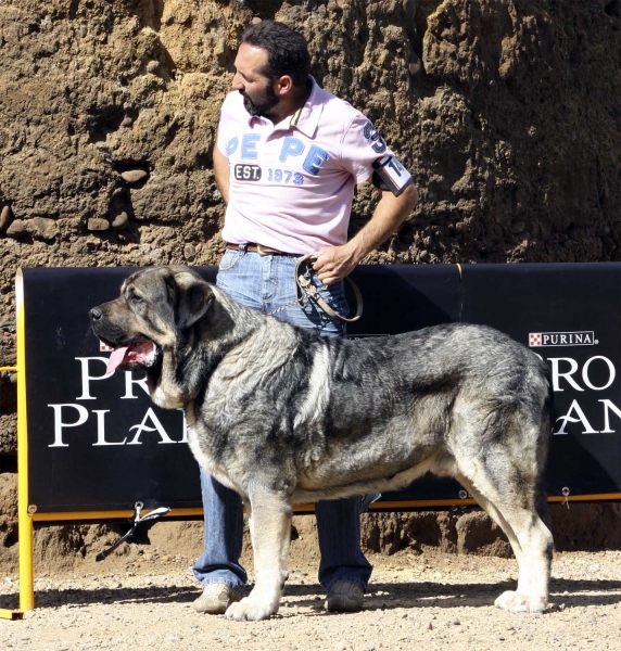 Kimi de Reciecho - Open Class Males, XXX Monográfica AEPME, Valencia de Don Juan 11.09.2010
Born 25.05.2006
(Dumbo de Reciecho & Granda de Reciecho)
Breeder & owner: Baltasar Álvarez Rodríiguez
Trefwoorden: 2010