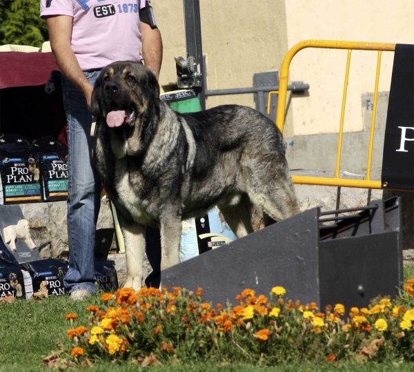 Kimi de Reciecho - Open Class Males, XXX Monográfica AEPME, Valencia de Don Juan 11.09.2010
Born 25.05.2006
(Dumbo de Reciecho & Granda de Reciecho)
Breeder & owner: Baltasar Álvarez Rodríiguez  

Keywords: 2010 reciecho