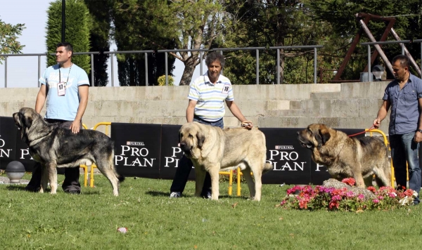 Onega de Campollano (called Milo), Pando de Galisancho & Ringo de Riciecho - Open Class Males, XXX Monográfica AEPME, Valencia de Don Juan 11.09.2010
Onega: 17.02.2008 (Sansón X Telma de Campollano) - Breeder: José Luis Moncada, owner: José Hernández y Tracey Pemberton 
Pando: Born: 08.12.2005 (Pollero X Braña de Galisanxho) - Breeder & owner: Pedro Garcá Martín
Ringo: Born 23.10.2004 (Chozo de Reciecho X Laica de Reciecho) - Breeder: Baltasar Álvarez Rodríguez, owner: Luisma Fernández  
 
 


Keywords: 2010