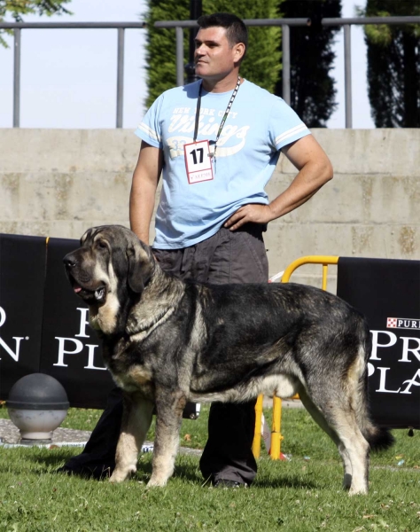 Onega de Campollano (called Milo) - Open Class Males, XXX Monográfica AEPME, Valencia de Don Juan 11.09.2010
17.02.2008
(Sansón X Telma de Campollano)
Breeder: José Luis Moncada
Owner: José Hernández y Tracey Pemberton 
Keywords: 2010 mastalaya