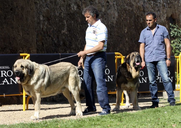 Pando de Galisancho & Ringo de Reciecho - Open Class Males, XXX Monográfica AEPME, Valencia de Don Juan 11.09.2010
Pando: Born: 08.12.2005 (Pollero X Braña de Galisanxho) - Breeder & owner: Pedro Garcá Martín
Ringo: Born 23.10.2004 (Chozo de Reciecho X Laica de Reciecho) - Breeder: Baltasar Álvarez Rodríguez, owner: Luisma Fernández 
Keywords: 2010