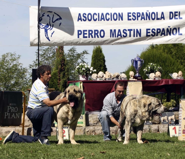 Pando de Galisancho & Tigre de Los Montes Pravianos - Open Class Males, XXX Monográfica AEPME, Valencia de Don Juan 11.09.2010
Pando: Born 08.12.2005 (Pollero X Braña de Galisancho) - Breeder & owner: Pedro García Martín
Tigre: Born 18.03.2007 (Tejo de Fuente Mimbre X Atenea de Hazas de Cesto) - Breeder & owner: Antonio J. Ruiz de Bucesta Àlvarez
Keywords: 2010