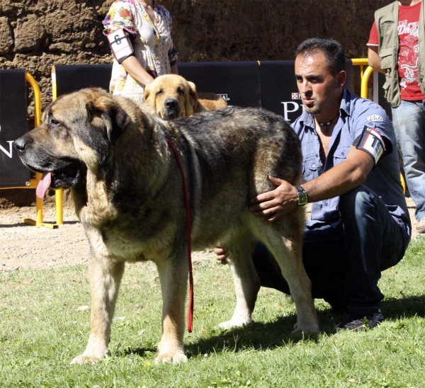 Ringo de Reciecho - Open Clas Males, XXX Monográfica AEPME, Valencia de Don Juan 11.09.2010
Born 23.10.2004
(Chozo de Reciecho X Laica de Reciecho)
Breeder: Baltasar Álvarez Rodríguez, owner: Luisma Fernández
Keywords: 2010 piscardos