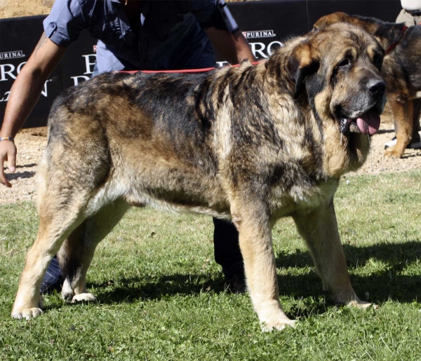 Ringo de Reciecho - Open Clas Males, XXX Monográfica AEPME, Valencia de Don Juan 11.09.2010
Born 23.10.2004
(Chozo de Reciecho X Laica de Reciecho)
Breeder: Baltasar Álvarez Rodríguez, owner: Luisma Fernández 
Keywords: 2010 piscardos