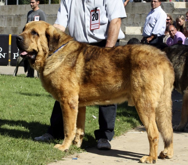 Roco de Autocan - Open Class Males, XXX Monográfica AEPME, Valencia de Don Juan 11.09.2010
Born 02.09.2008
(Chico de Autocan X Bella de Autocan)
Breeder & owner: Isidro García Suárez
Keywords: 2010 autocan