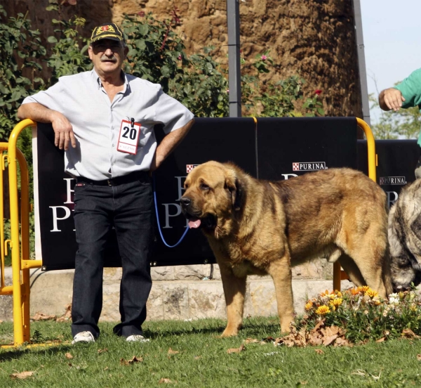 Roco de Autocan - Open Class Males, XXX Monográfica AEPME, Valencia de Don Juan 11.09.2010
Born 02.09.2008
(Chico de Autocan X Bella de Autocan)
Breeder & owner: Isidro García Suárez 
Keywords: 2010 autocan