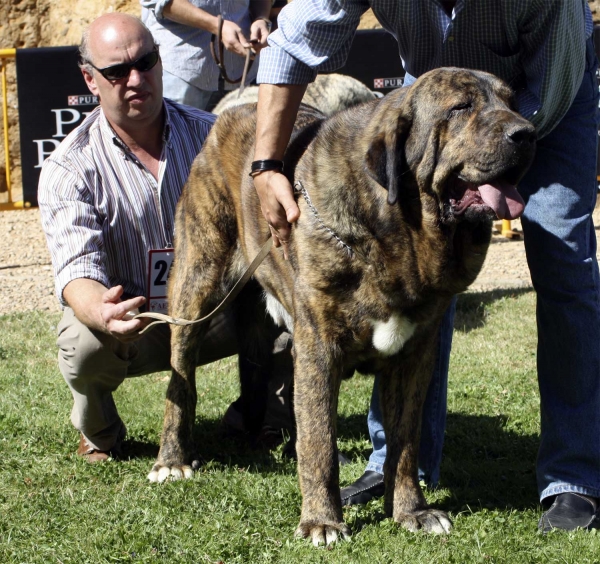 Tigre de Buixonte - Open Class Males, XXX Monográfica AEPME, Valencia de Don Juan 11.09.2010
Born 22.07.2008
(Surco de Fuente Mimbre X Candela de Buxionte)
Breeder & owner: Basilio Gago Guitiérrez 
Keywords: 2010 buxionte