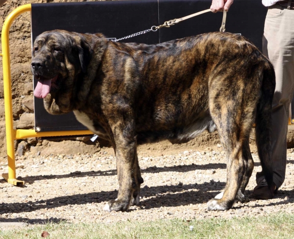 Tigre de Buixonte - Open Class Males, XXX Monográfica AEPME, Valencia de Don Juan 11.09.2010
Born 22.07.2008
(Surco de Fuente Mimbre X Candela de Buxionte)
Breeder & owner: Basilio Gago Guitiérrez
Keywords: 2010 buxionte