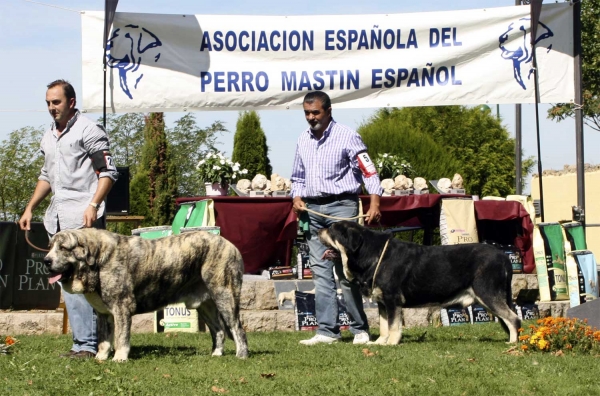 Tigre de Los Montes Pravianos & Azabache de Campollano - Open Class Males, XXX Monográfica AEPME, Valencia de Don Juan 11.09.2010
Tigre: Born 18.03.2007 (Tejo de Fuente Mimbre X Atenea de Hazas de Cesto) - Breeder & owner: Antonio J. Ruiz de Bucesta Álvarez 
Azabache: Born 19.01.2004 (Ribero de Reciecho X Clara de Campollano) - Breeder: José Luis Moncada, owner: Francisco Díaz Cueva 
Keywords: 2010