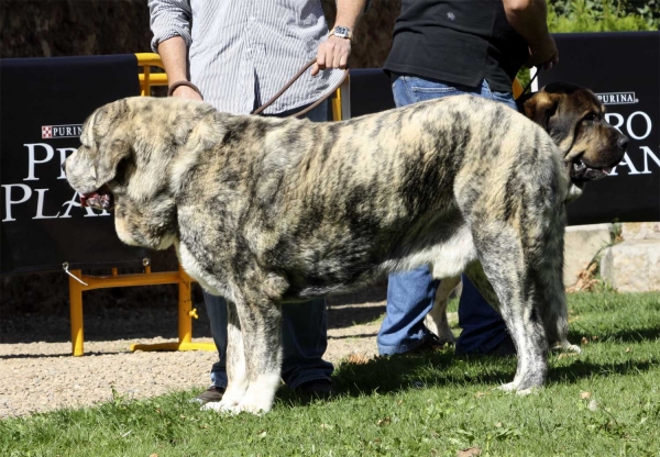 Tigre de Los Montes Pravianos - Open Class Males, XXX Monográfica AEPME, Valencia de Don Juan 11.09.2010
Born 18.03.2007
(Tejo de Fuente Mimbre X Atenea de Hazas de Cesto)
Breeder & owner: Antonio J. Ruiz de Bucesta Álvarez
Trefwoorden: 2010 praviano