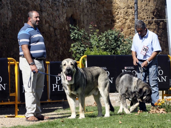 Watson Dancá Cotufa & Wilki de Bao la Madera - Open Class Males, XXX Monográfica, Valencia de Don Juan 11.09.2010
Watson: 23.03.2008 (Herodes Dancá Cotufa X Oliva Dancá Cotufa) - Breeder & owner: Manuel Romero & Ana González
Wilki: 22.04.2008 (Catón de Campollano X Encina de Bao La Madera) - Breeder: César Estébanez Alonso, owner: Bernabé Ezquerra
Keywords: 2010