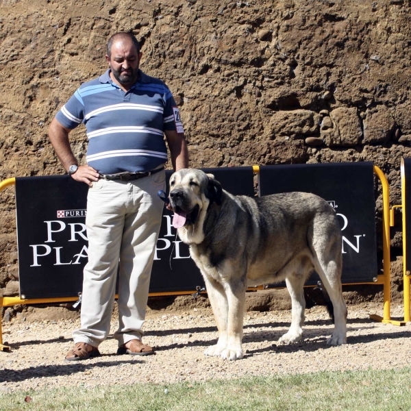 Watson Dancá Cotufa - Open Class Males, XXX Monográfica, Valencia de Don Juan 11.09.2010
Born 23.03.2008 
(Herodes Dancá Cotufa X Oliva Dancá Cotufa) 
Breeder & owner: Manuel Romero & Ana González

Keywords: 2010 cotufa