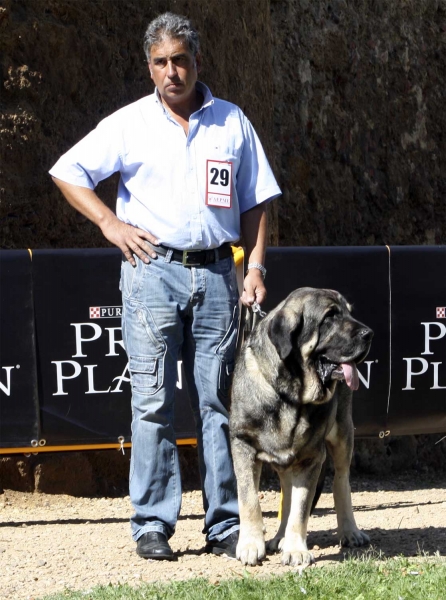 Wilki de Bao la Madera - Open Class Males, XXX Monográfica AEPME, Valencia de Don Juan 11.09.2010
Born 22.04.2008
(Catón de Campollano X Encina de Bao la Madera)
Breeder: César Estébanez Alonso, owner: Bernabé Ezquerra
Keywords: 2010 carpinteria