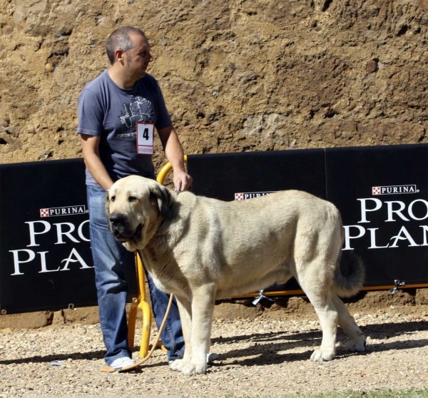 Apolo de la Ribera del Pas - Open Class Males, XXX Monográfica AEPME, Valencia de Don Juan 11.09.2010
Born 01.01.2008
(Turco de Vega del Rio Miera X Brisa de Galisancho)
Breeder & owner: Julio César Gonzáles Guitierrez
Keywords: 2010