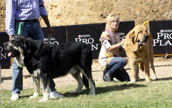 Azabache de Campollano & Balak de Tierra de Órbigo - Open Class Males, XXX Monográfica AEPME, Valencia de Don Juan 11.09.2010
Azabache: Born 19.01.2004 (Ribero de Reciecho X Clara de Campollano) - Breeder: José Luis Moncada, owner: Francisco Díaz Cueva
Balak: Born 01.01.2008 (Sargón de Filandón X Rea de Cueto Negro) - Breeder & owner: Manuel Garrido Pérez
Keywords: 2010