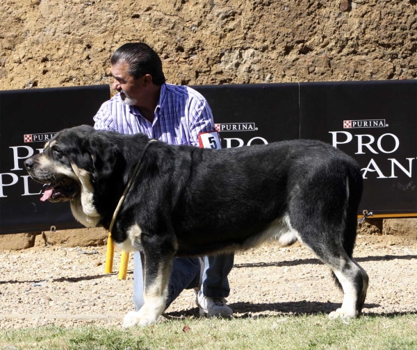 Azabache de Campollano - Open Class Males, XXX Monográfica AEPME, Valencia de Don Juan 11.09.2010
Born 19.01.2004
(Ribero de Reciecho X Claa de Campollano)
Breeder: José Luis Moncada
Owner: Francisco Díaz Cueva 
Võtmesõnad: 2010 duelos azabache