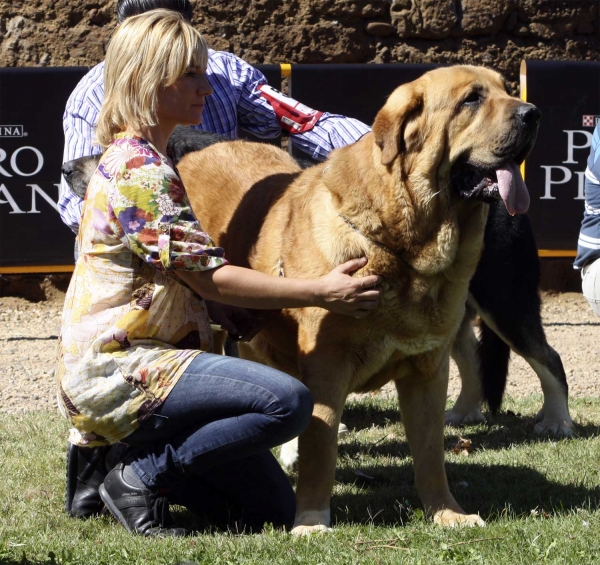 Balak de Tierra de Órbigo - Open Class Males, XXX Monográfica, Valencia de Don Juan 11.09.2010
Born 01.01.2008
(Sargón de Filandón X Rea de Cueto Negro)
Breeder & owner: Manuel Garrido Pérez 
Keywords: 2010 tierraorbigo