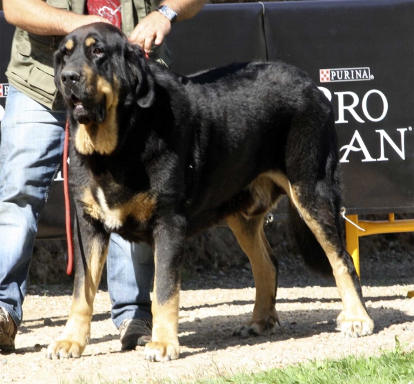 Bostom de Tierra de Órbigo - Open Class Males, XXX Monográfica AEPME, Valencia de Don Juan 11.09.2010
Born 01.01.2008
(Sargón de Filandón X Rea de Cueto Negro)
Breeder & owner: Manuel Garrido Pérez
Keywords: 2010 tierraorbigo