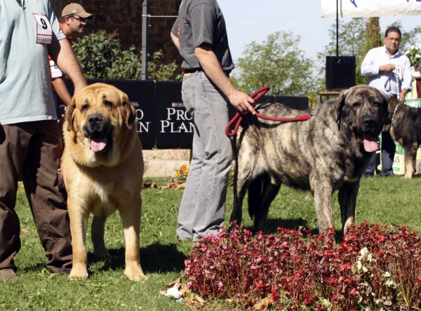 Falo de Autocan & ? - Open Class Females, XXX Monográfica AEPME, Valencia de Don Juan 11.09.2010 
Falo: Born 08.04.2007 (Terco de Autocan X Ofelia de Autocan) - Breeder: Isidro García Suárez
Owner: Mauel Marey González
Keywords: 2010