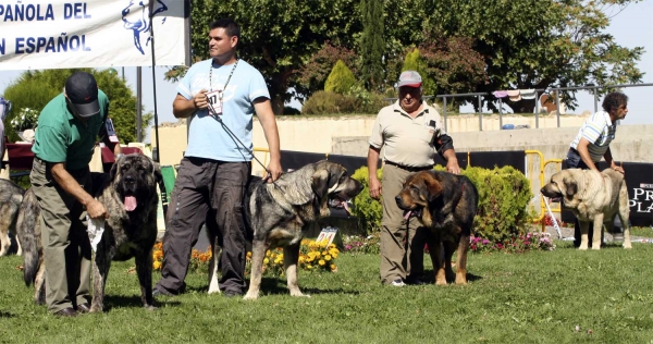 Ronco, Onega de Campollano (called Milo), Roque de Filandon & Pando de Galisancho - Open Class Males, XXX Monográfica AEPME, Valencia de Don Juan 11.09.2010 
Ronco: Born 02.06.2008 (Cairo X Meiga de Monte Jaeña) - Breeeder & owner: Manuel Cid Àlvarez 
Onega: 17.02.2008 (Sansón X Telma de Campollano) - BreederJosé Luis Moncada, owner: José Hernández 
Roque: Born  17.07.2007 (Dumbo de Reciecho X Troya de Buxionte)
Pando: Born 08.12.2005 (Pollero X Braña de Galisancho) - Breeder & owner: Pedro García Martín
Keywords: 2010