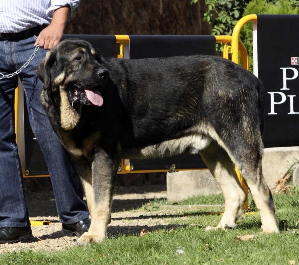 Girón de Alimia - Open Class Males, XXX Monográfica AEPME, Valencia de Don Juan 11.09.2010 
Born 27.02.2007
(Girón de Abelgas X Lira de Fonteferra)
Breeder: José Antonio Fernández, owner: Juan Carlos García Ordónez
Keywords: 2010 alimia